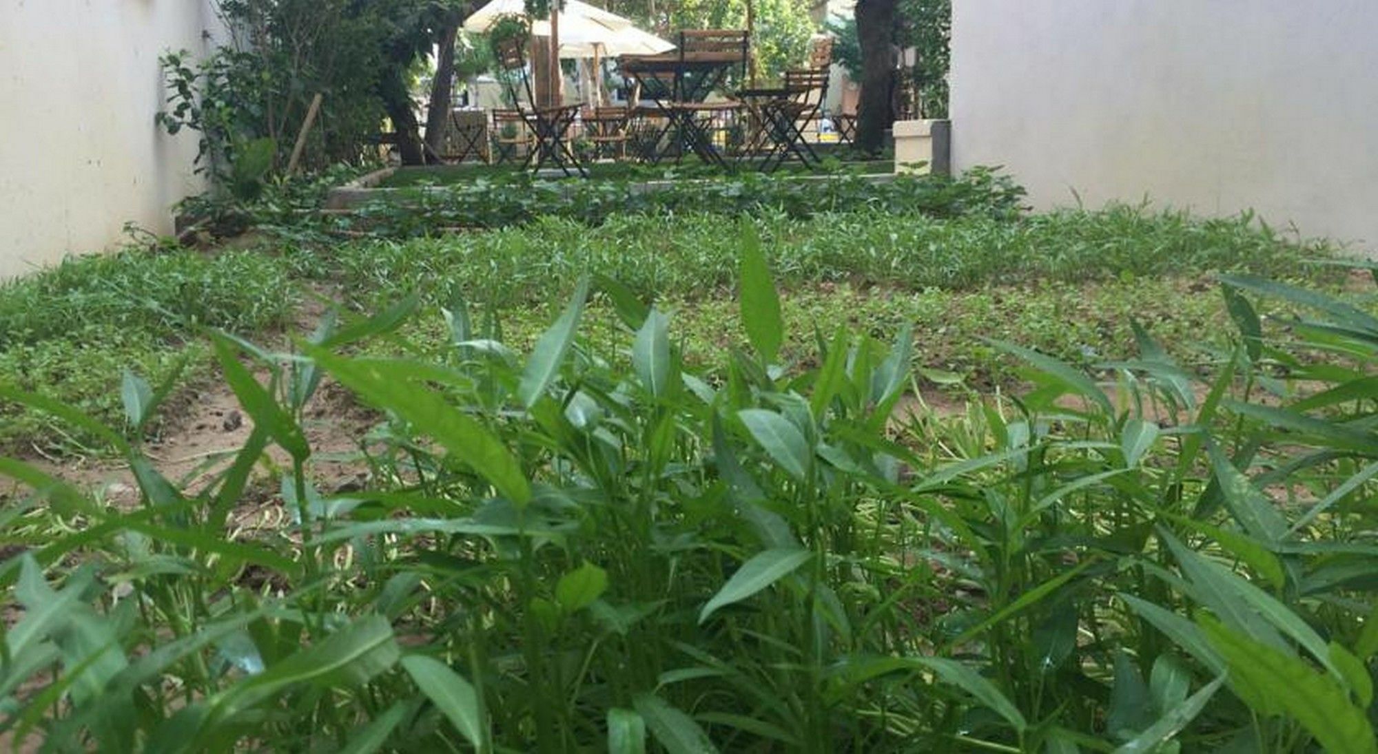 Heritage Homestay Hoi An Dış mekan fotoğraf